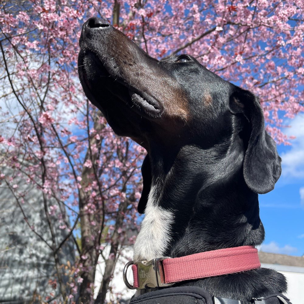 Hundetreffen-Gassitreff Zorneding Junghund-Profilbild