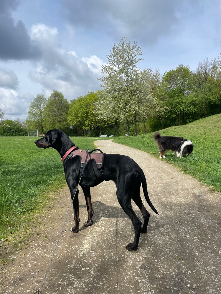 Hundetreffen-Hundespiel Hundewiese Poing-Profilbild