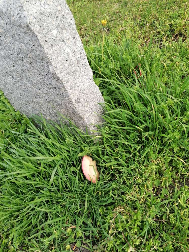 Giftköder-Möglicher Giftköder-Profilbild