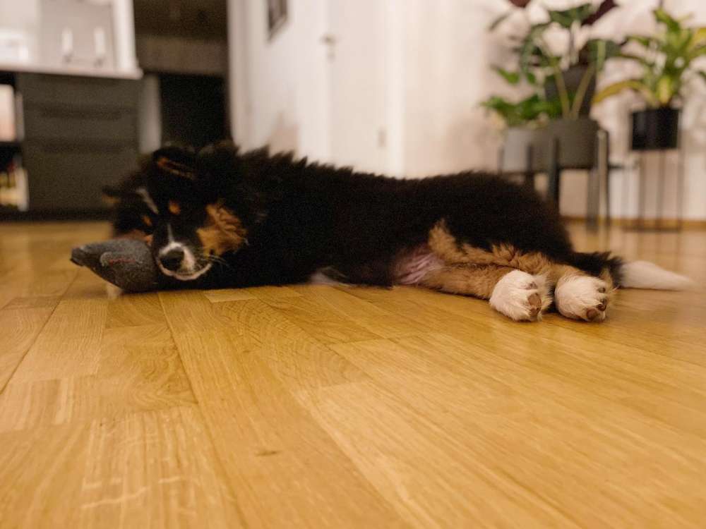 Hundetreffen-Welpentreffen Toulouser Allee-Profilbild