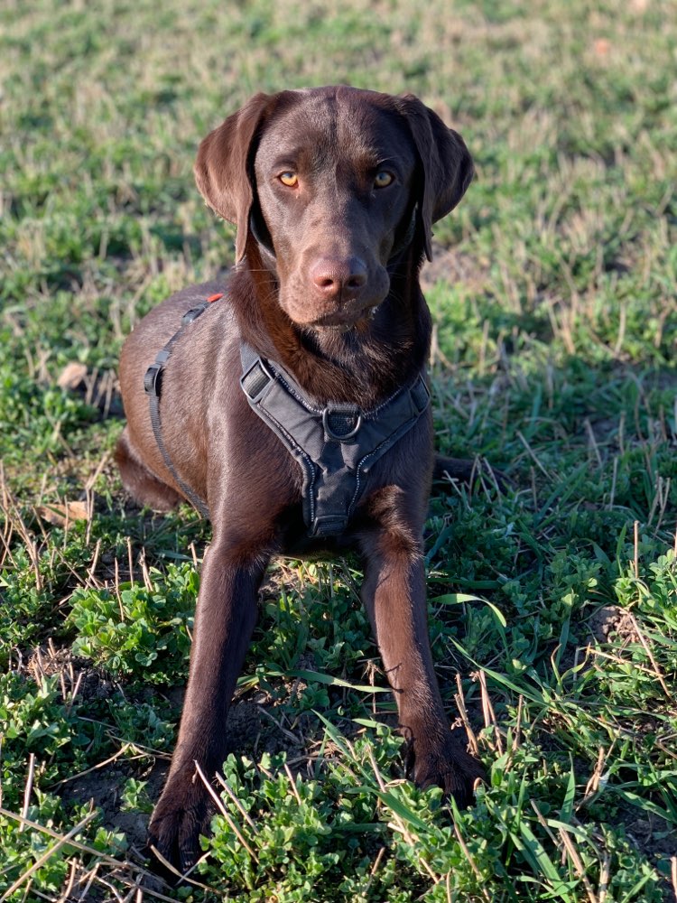 Hundetreffen-Spiel- und Gassirunde-Profilbild