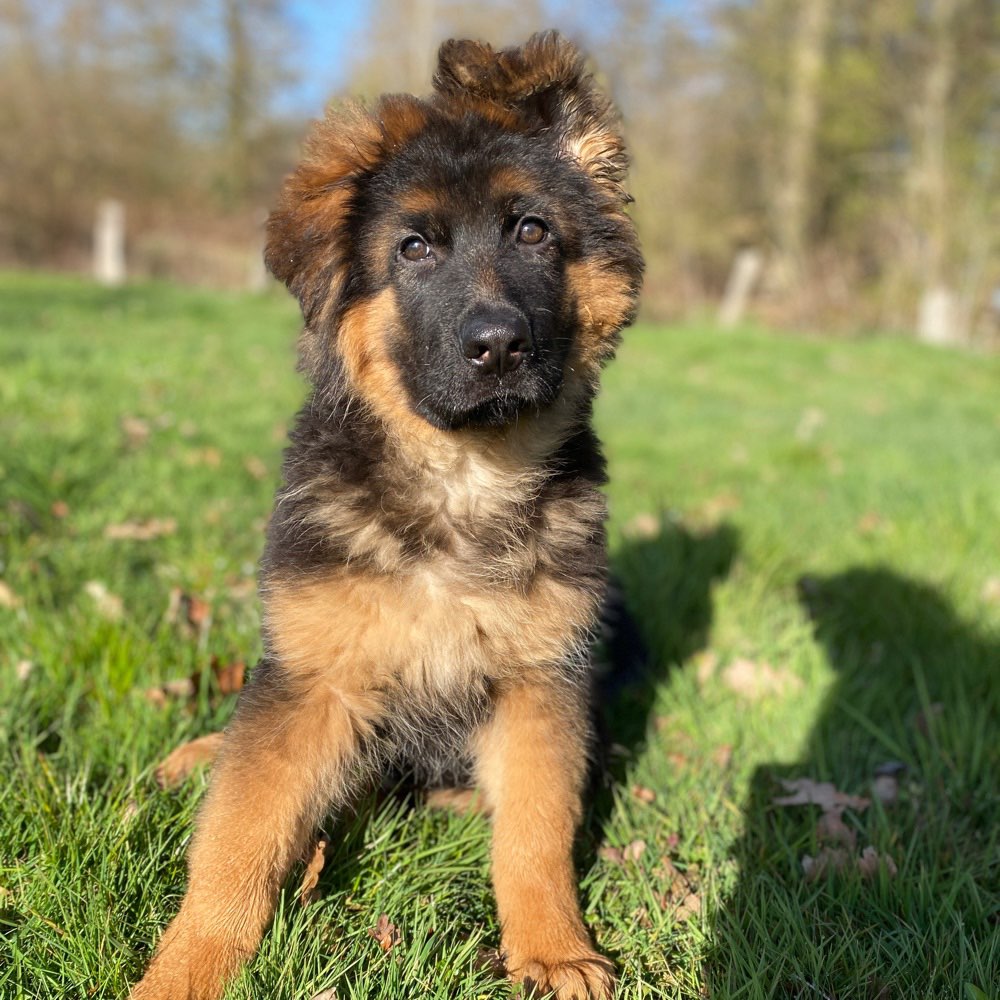 Hundetreffen-Welpentreff in St. Vit-Profilbild