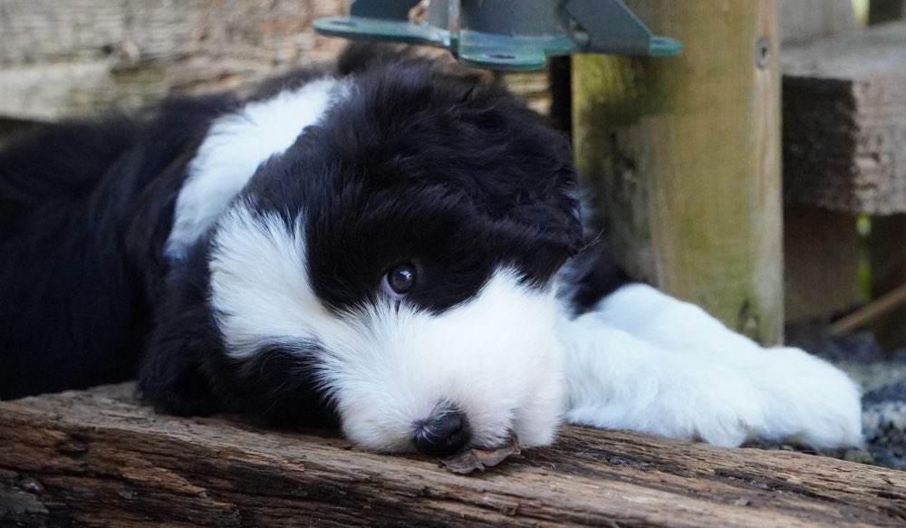 Hundetreffen-Welpentreffen Köln-Profilbild