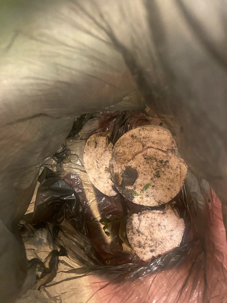 Giftköder-Fleischwurstscheiben unter Laub-Profilbild