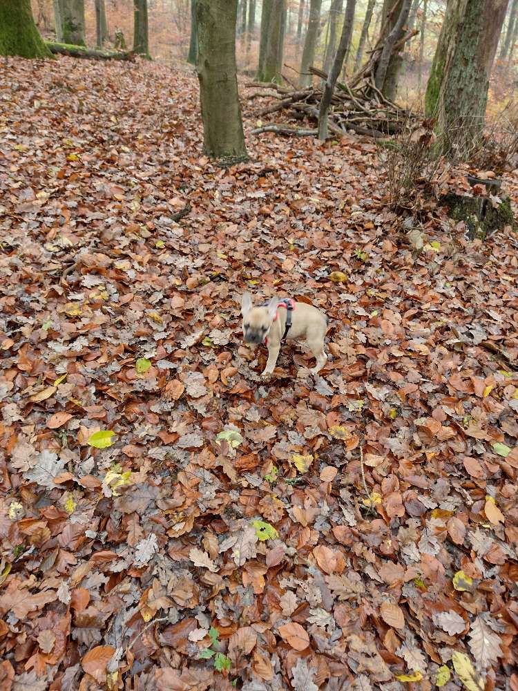 Hundetreffen-Spazieren gehen mit Freilauf-Profilbild
