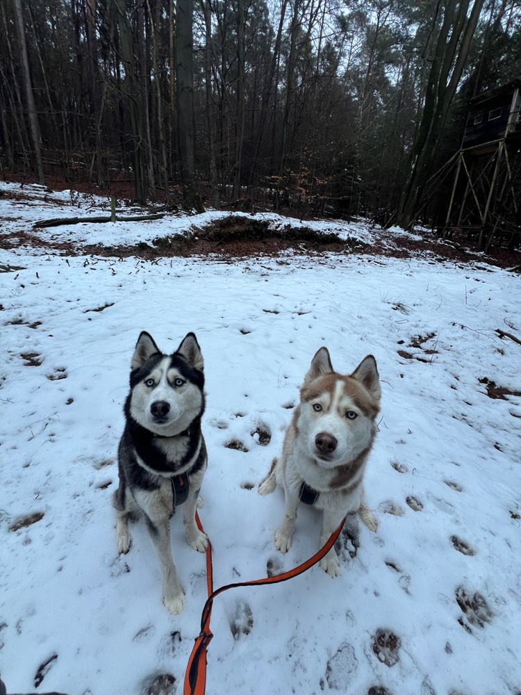 Hundetreffen-Dogscooter/Canicross Training-Profilbild