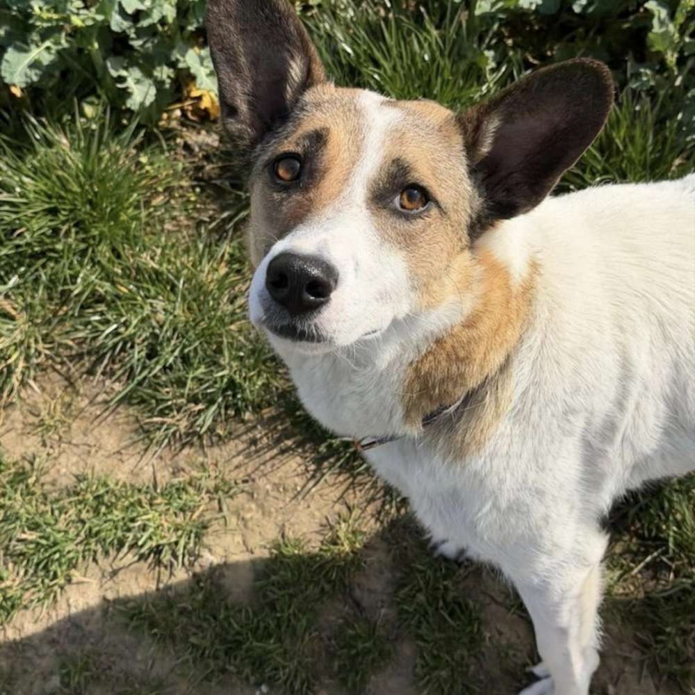 Hundetreffen-Gemeinsames Gassi gehen-Profilbild