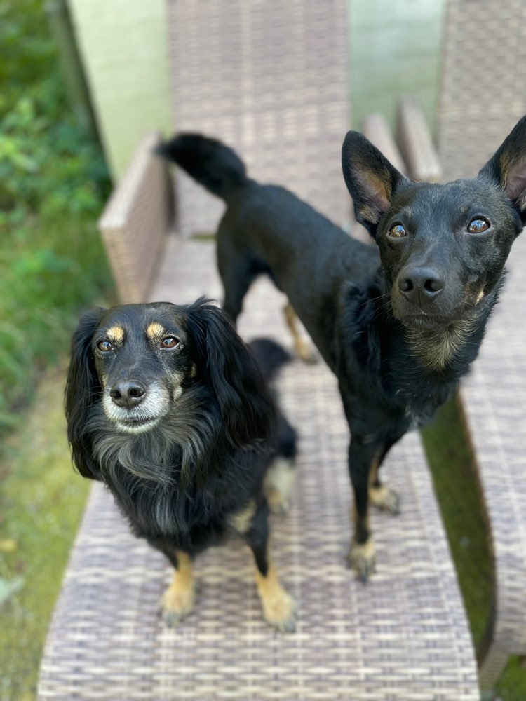 Hundetreffen-Spaziergänge 😊-Profilbild