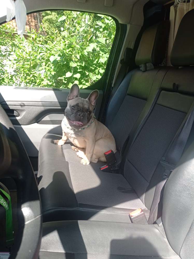 Hundetreffen-Welpentreffen/ Spielrunde-Profilbild