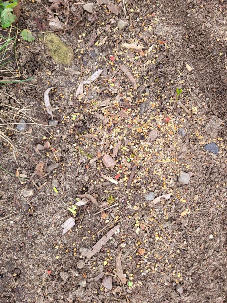 Giftköder-Vogelfutter ?? neongrünen und roten-Profilbild