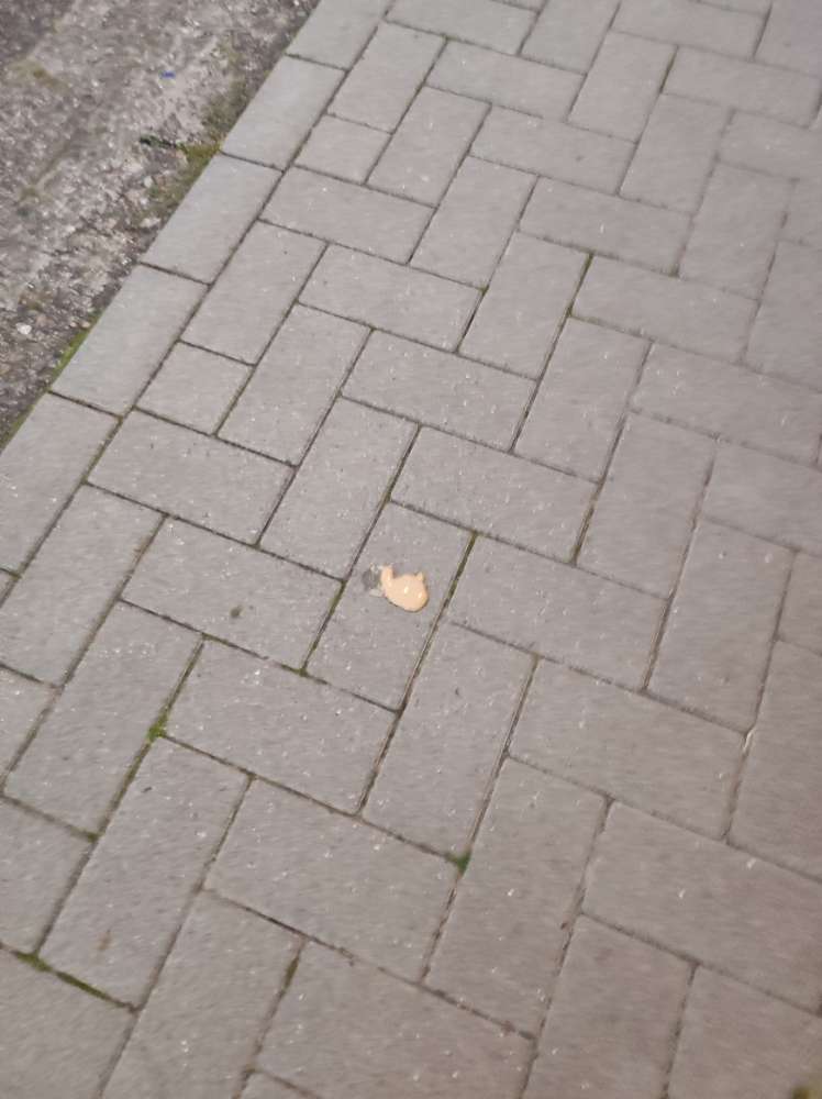 Giftköder-Katzenfutter und flüssiges Futter-Profilbild