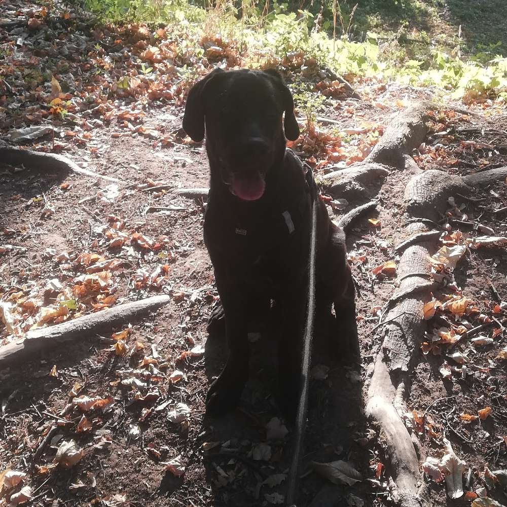 Hundetreffen-Spielrunde + Spaziergang im Wald Weststadt-Profilbild