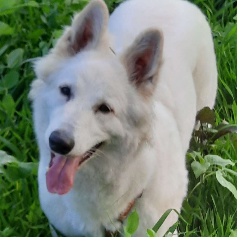 Hundetreffen-Spielen miteinander-Profilbild