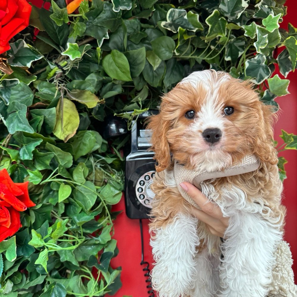 Hundetreffen-Welpentreffen in Düsseldorf Heerdt/Oberkassel-Profilbild