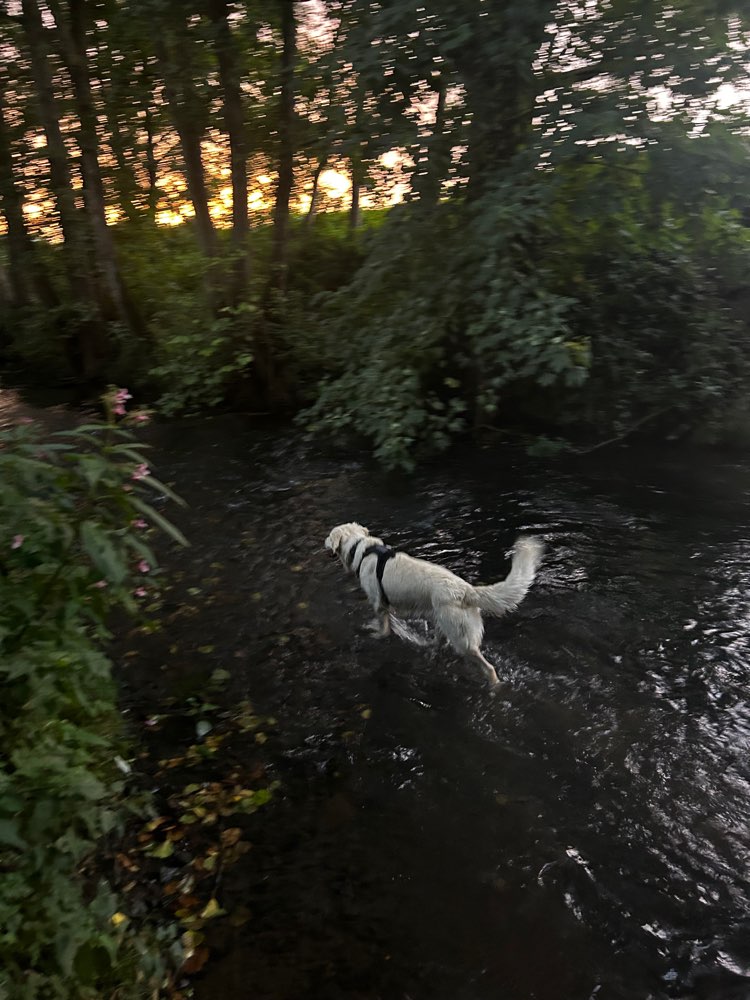 Hundetreffen-Gassigeh und Spielrunde🐕-Profilbild