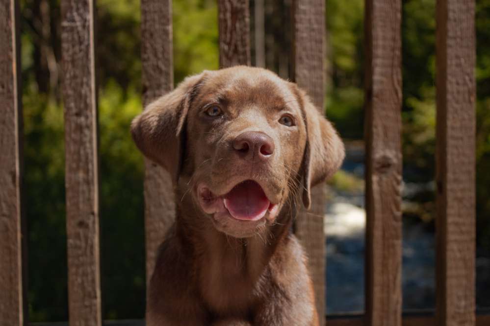Hundetreffen-Trainingstreffen mit jungen Welpen-Profilbild