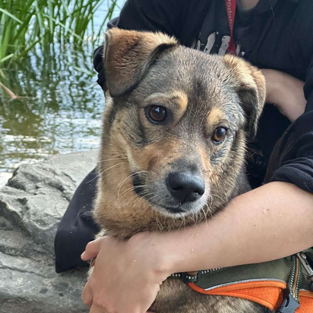 Hundetreffen-Suche: Hundebegegnungen für reaktiven Dreibeiner-Profilbild