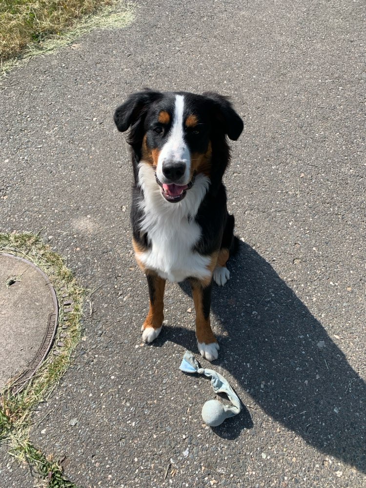 Hundetreffen-Hundetreffen-Profilbild