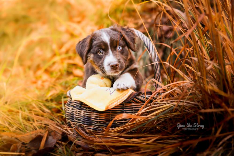 Hundetreffen-Sozialkontakt, Gassi, ggf. Spiel für Welpe gesucht-Profilbild