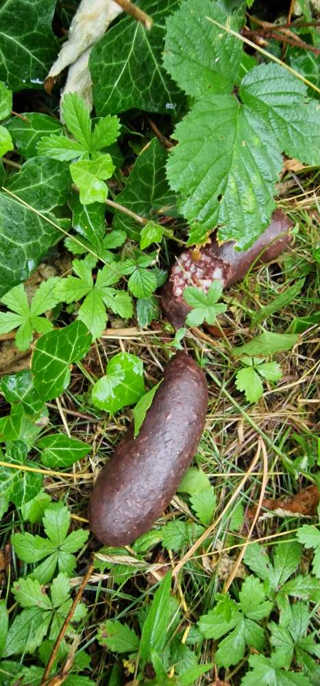 Giftköder-Würststücke im Gebüsch-Profilbild