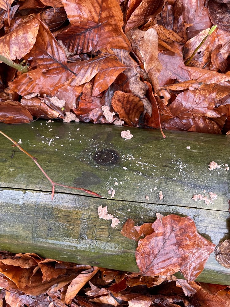 Giftköder-Evtl. Giftköder-Profilbild