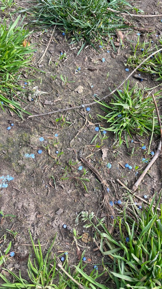 Giftköder-Blaues Granulat auf Wiesn rund um Museum-Profilbild