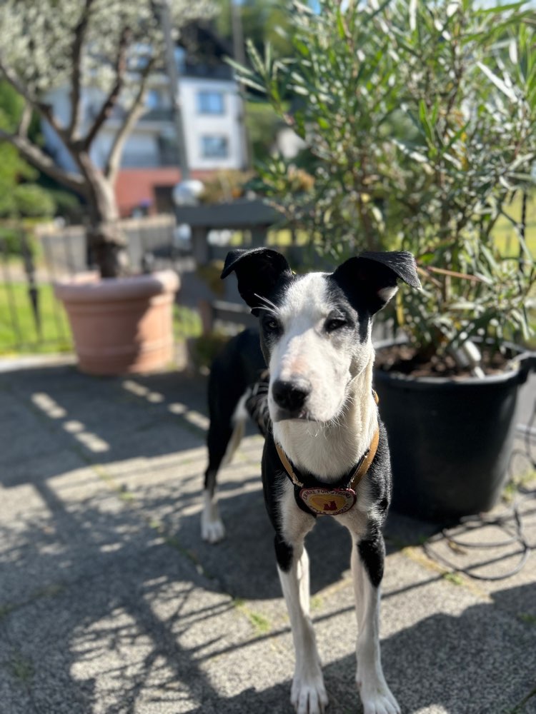 Hundetreffen-Spielrunde für junge Hündin-Profilbild