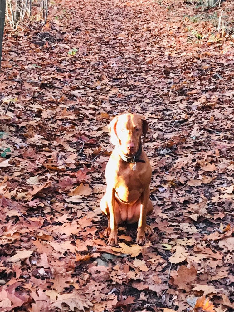 Hundetreffen-Magyar Vizsla-Profilbild