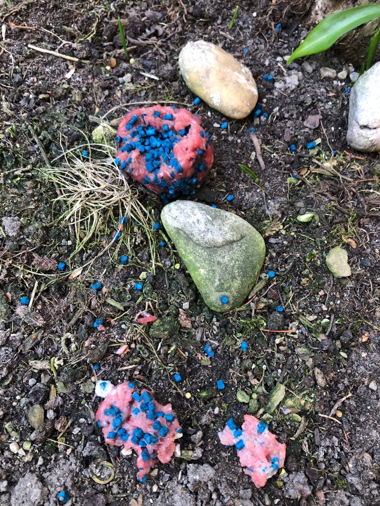 Giftköder-Giftköder-Profilbild