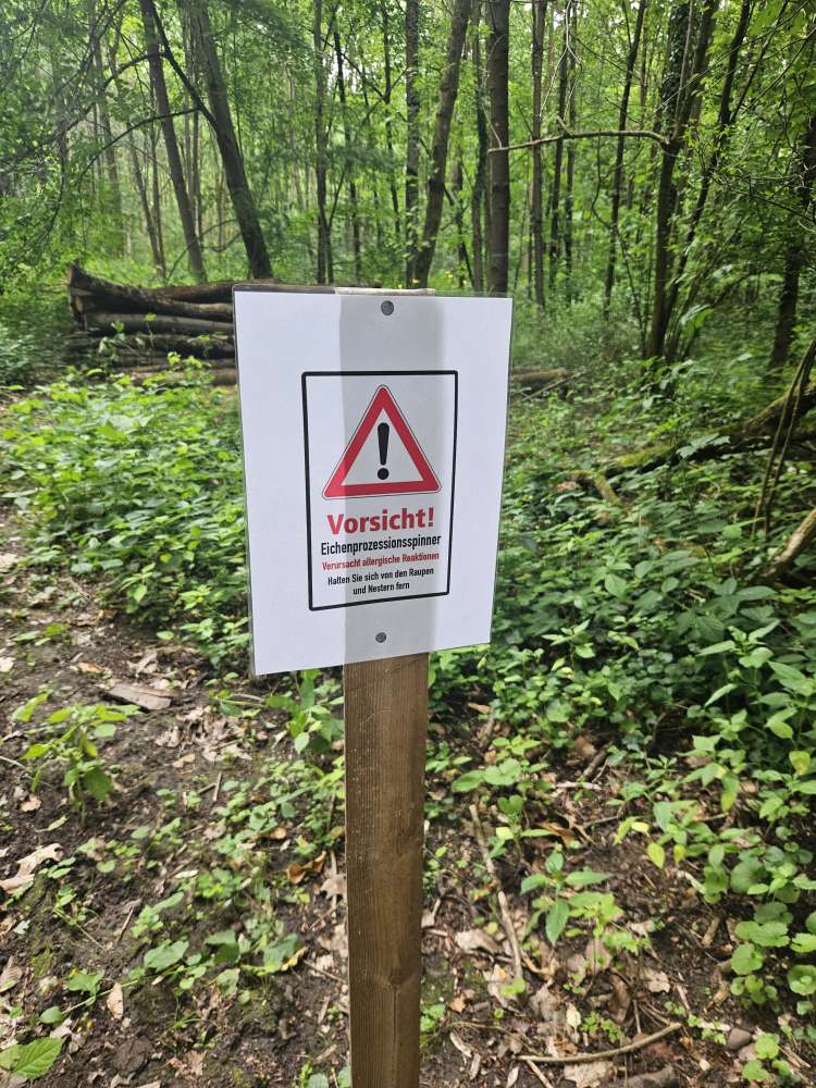 Giftköder-Eichenprozessionsspinner-Profilbild