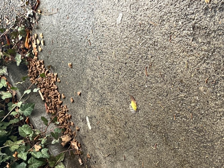 Giftköder-Vermutlich Giftköder-Profilbild