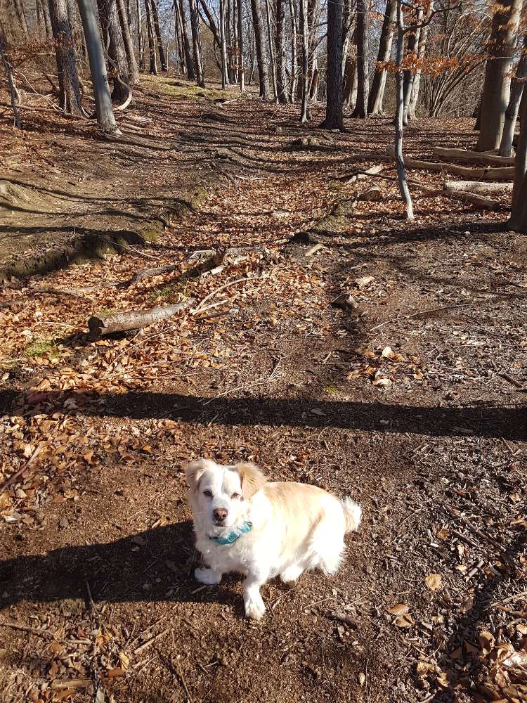 Hundetreffen-Passende Gruppe oder Einzelpersonen mit Hund gesucht-Profilbild