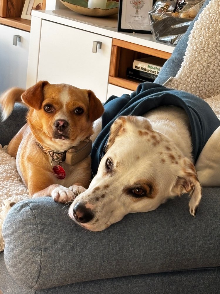 Hundetreffen-Social Walk & Training-Profilbild