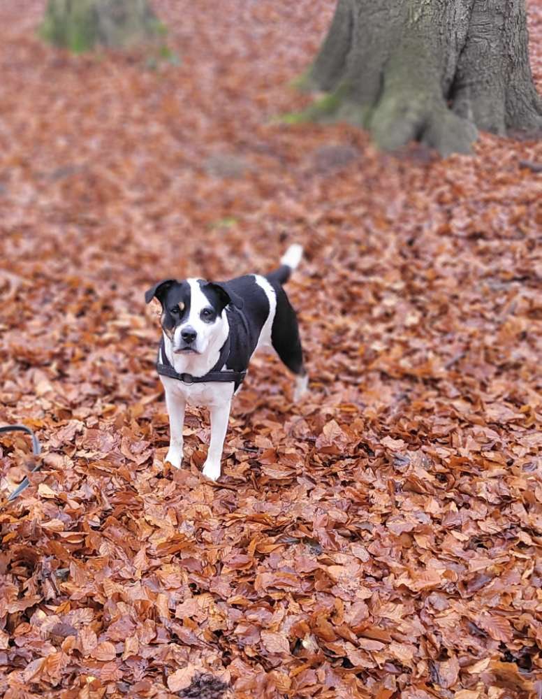 Hundetreffen-Maya sucht neue Freunde-Profilbild