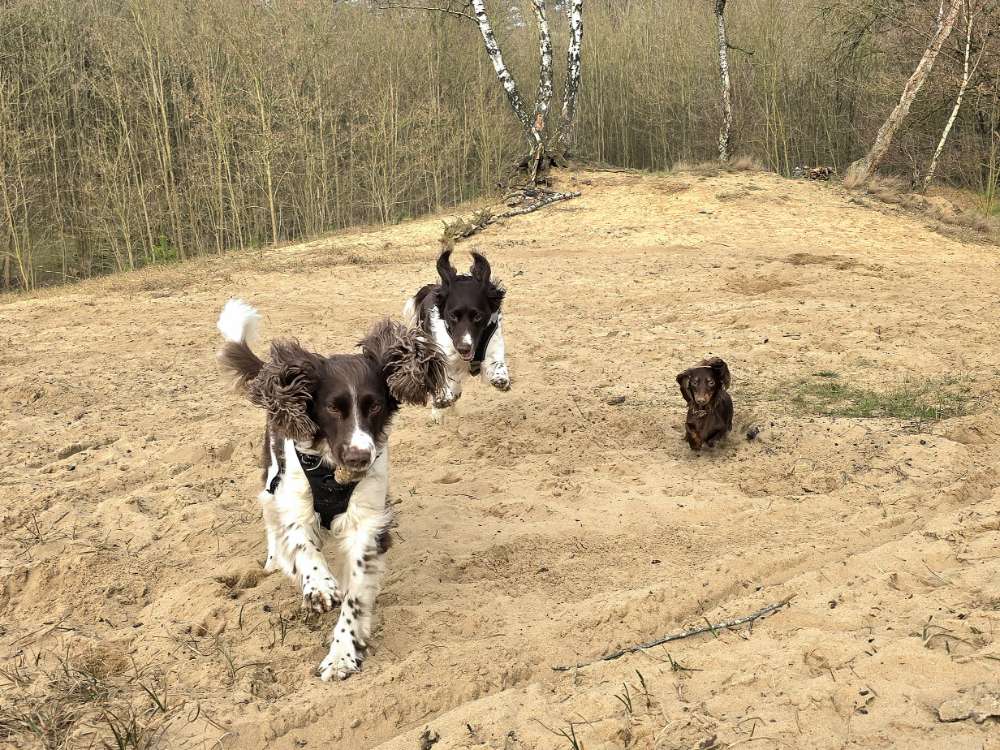 Hundetreffen-Regelmäßig zusammen spazieren gehen-Profilbild