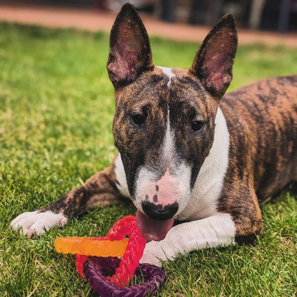 Hundetreffen-Treffen Welpe /Junghund-Profilbild