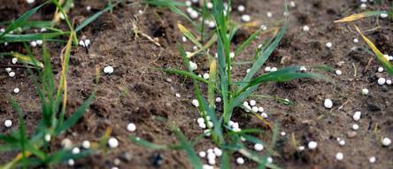 Giftköder-Dünger auf den Feldern-Profilbild