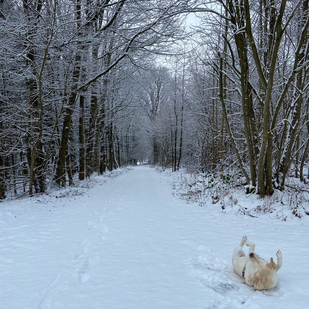 Hundetreffen-Spaziergang mit Spiel-Profilbild