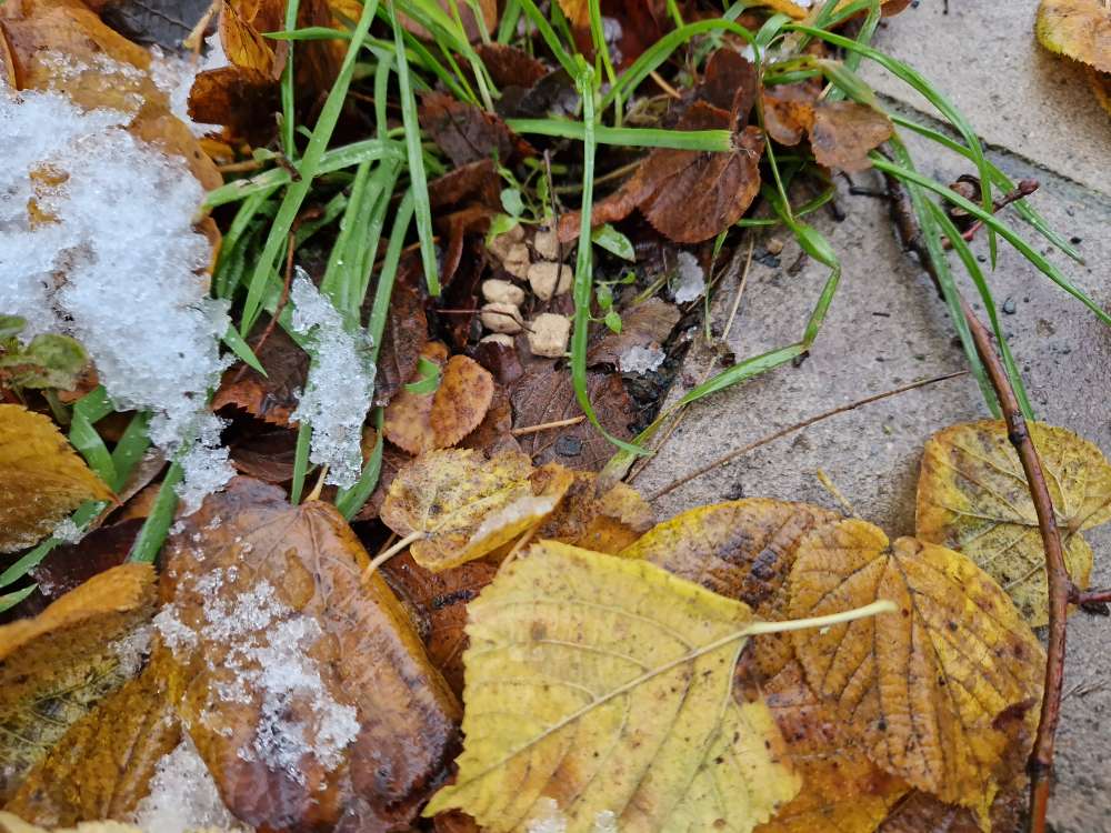 Giftköder-Giftköder an der Robert-Koch-Straße-Profilbild