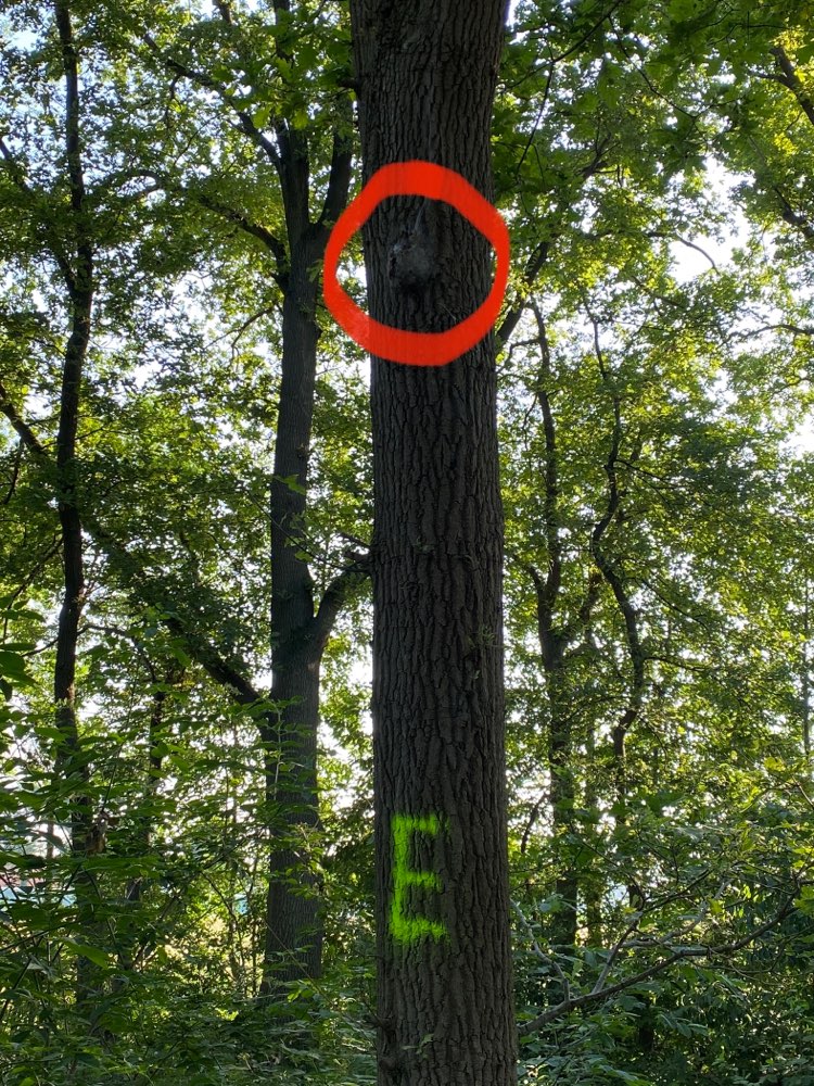 Giftköder-Eichenprozessionsspinner-Profilbild