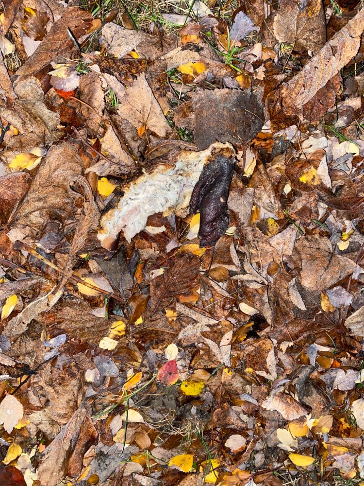 Giftköder-Vermutlich Giftköder-Profilbild