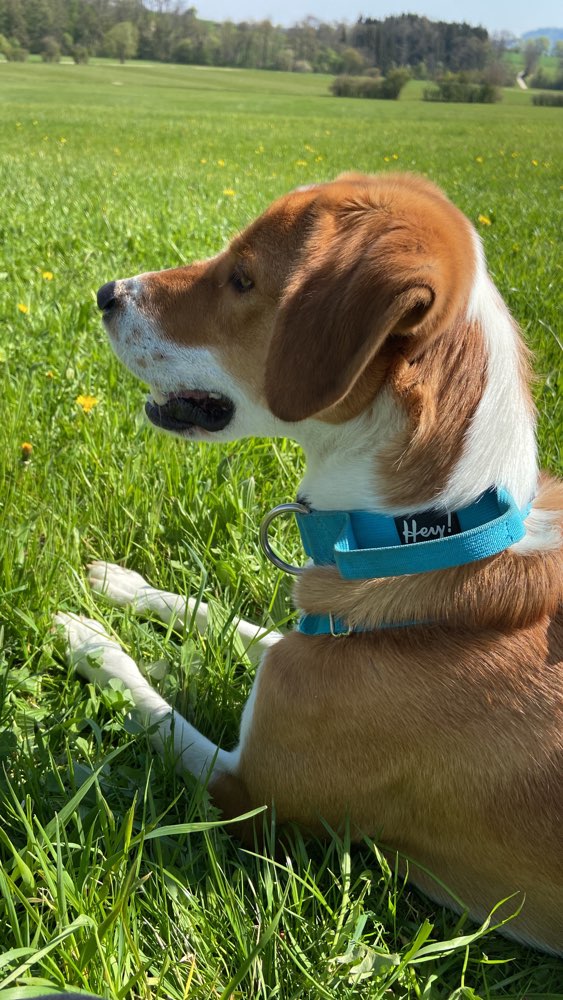 Hundetreffen-Spiel und Hundebegegnungen,gemeinsam üben🐕-Profilbild