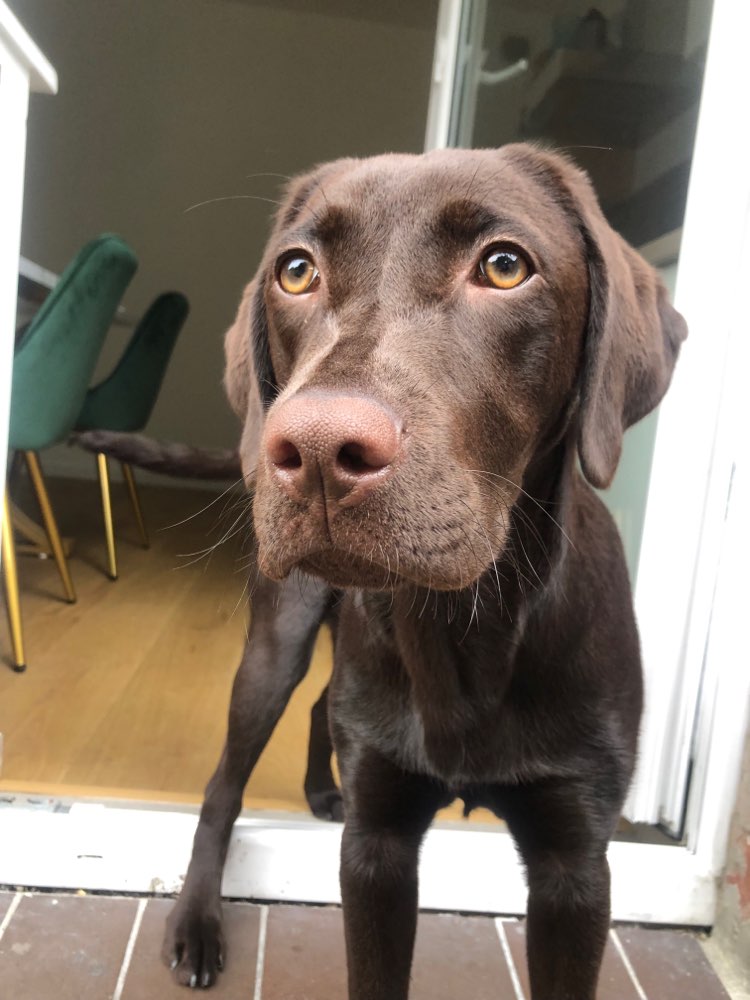 Hundetreffen-Spielpartner für Amora gesucht-Profilbild