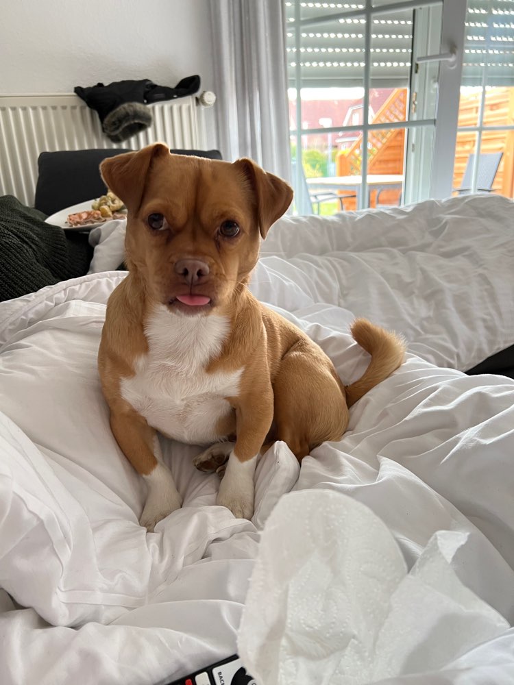 Hundetreffen-Spielfreund gesucht-Profilbild