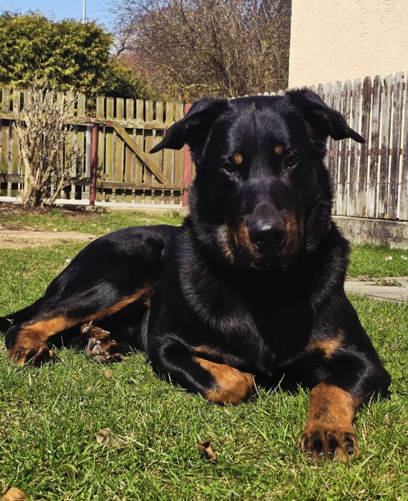 Hundetreffen-Unsicherer Beauceron Rüde würde Freunde Suchen 🥲-Profilbild