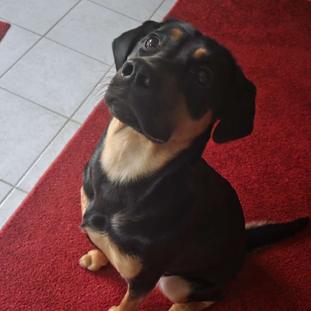 Hundetreffen-Welpen/Junghundtreffen-Profilbild