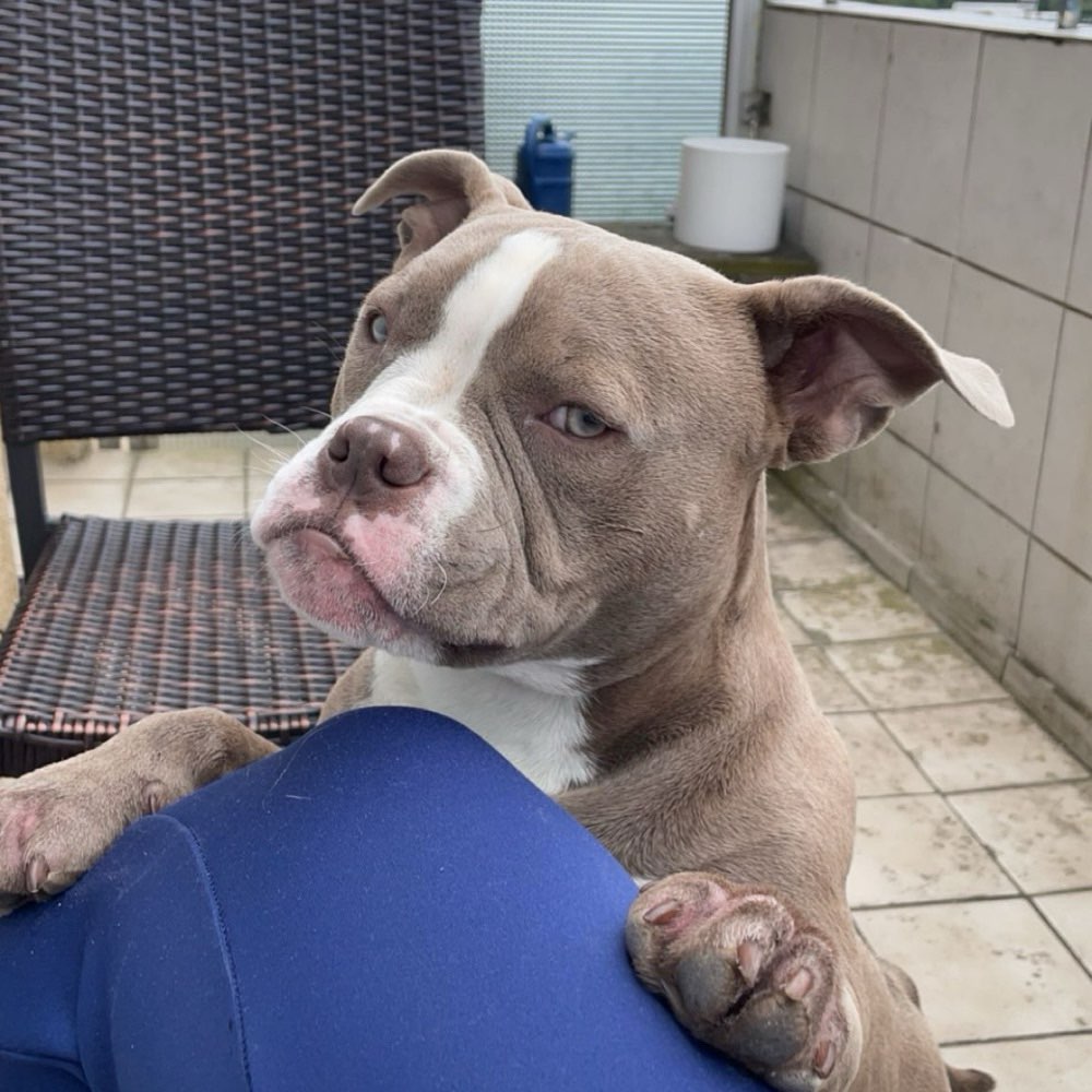 Hundetreffen-Suche Spiel/Gassifreunde👀-Profilbild