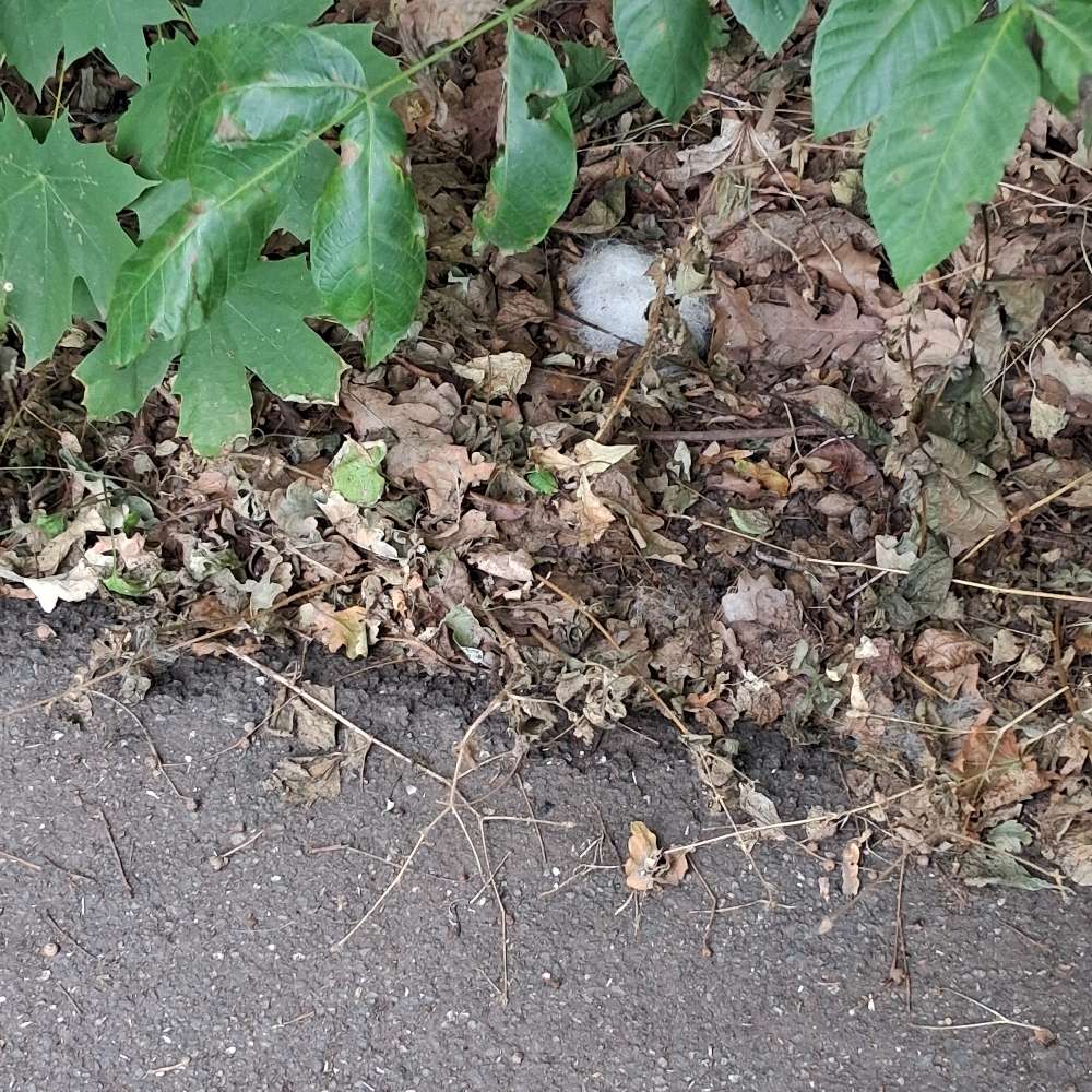 Giftköder-Gift-Profilbild