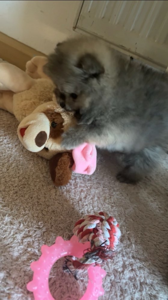 Mit einem Spielzeug das größer als euer Hund ist Banner