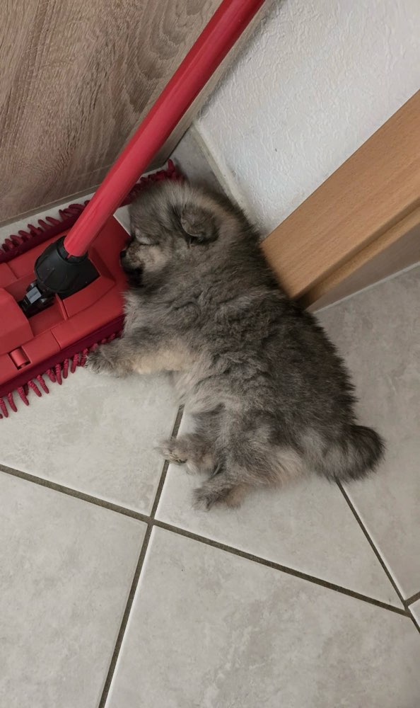 Euer Hund während er auf der Seite schläft Banner